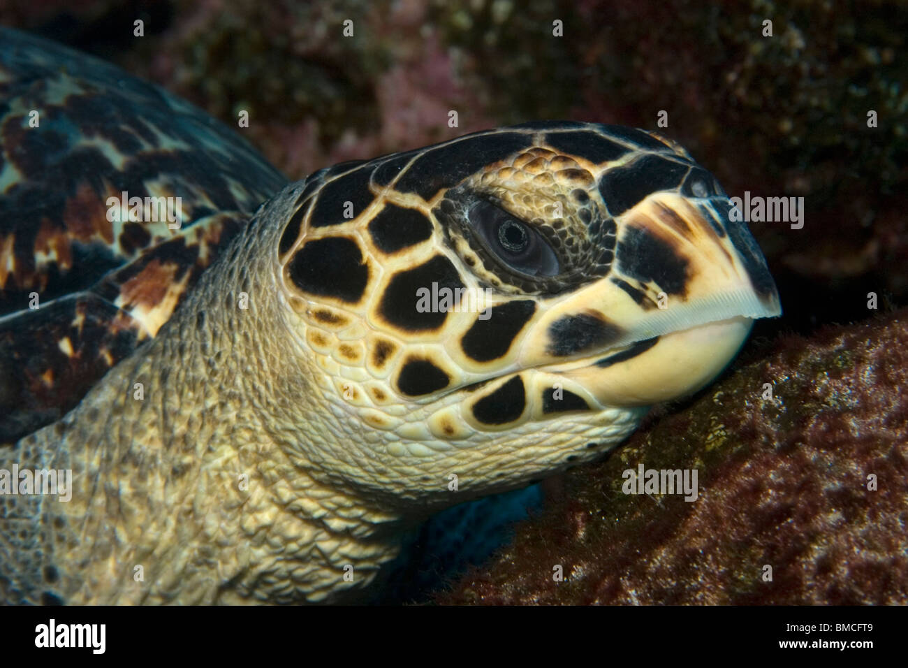 Tartaruga embricata, Eretmochelys imbricata, appoggiati sul fondo, San Pietro e San Paolo le rocce, Brasile, Oceano Atlantico Foto Stock
