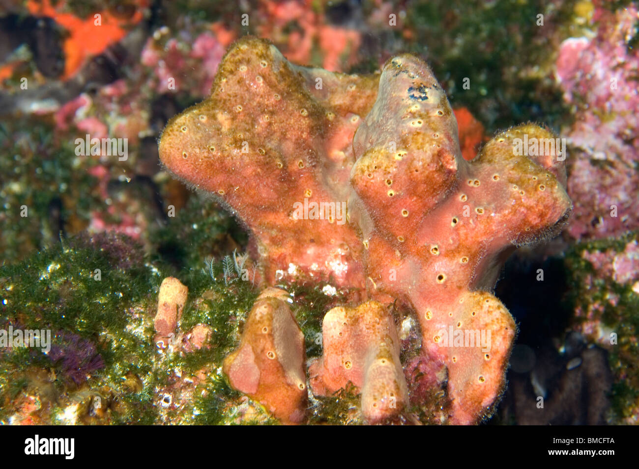 Spugne colorate e tunicati, San Pietro e San Paolo le rocce, Brasile, Oceano Atlantico Foto Stock