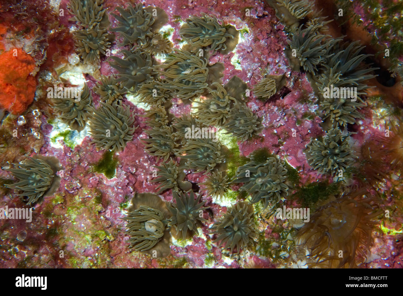 Piccoli anemoni incrostanti, San Pietro e San Paolo le rocce, Brasile, Oceano Atlantico Foto Stock