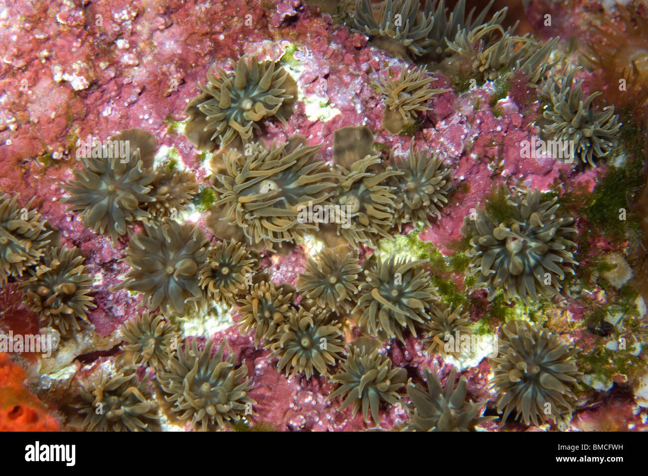 Piccoli anemoni incrostanti, San Pietro e San Paolo le rocce, Brasile, Oceano Atlantico Foto Stock