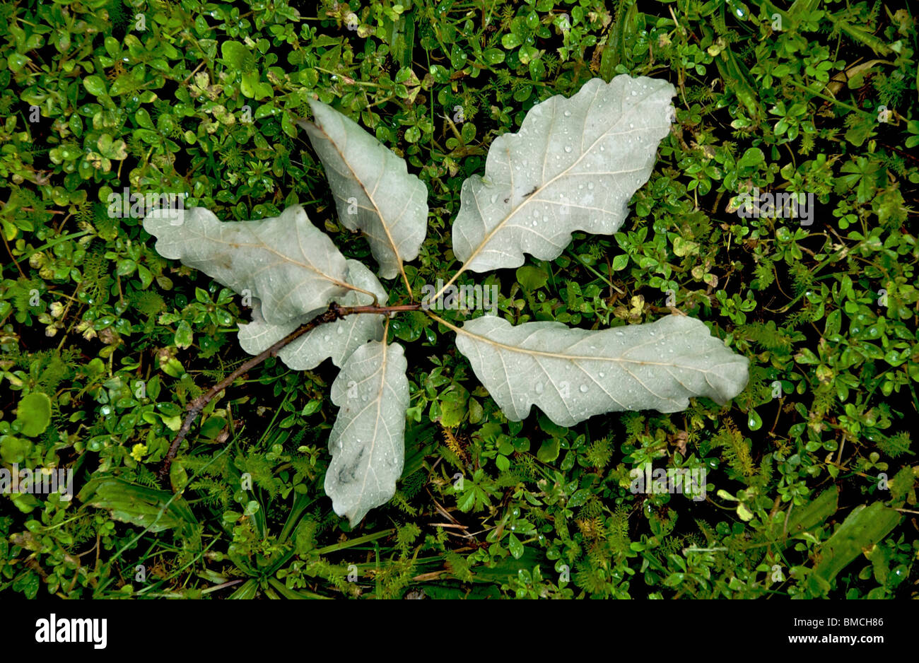 Il ramo di quercia caduti nell'erba. Foto Stock