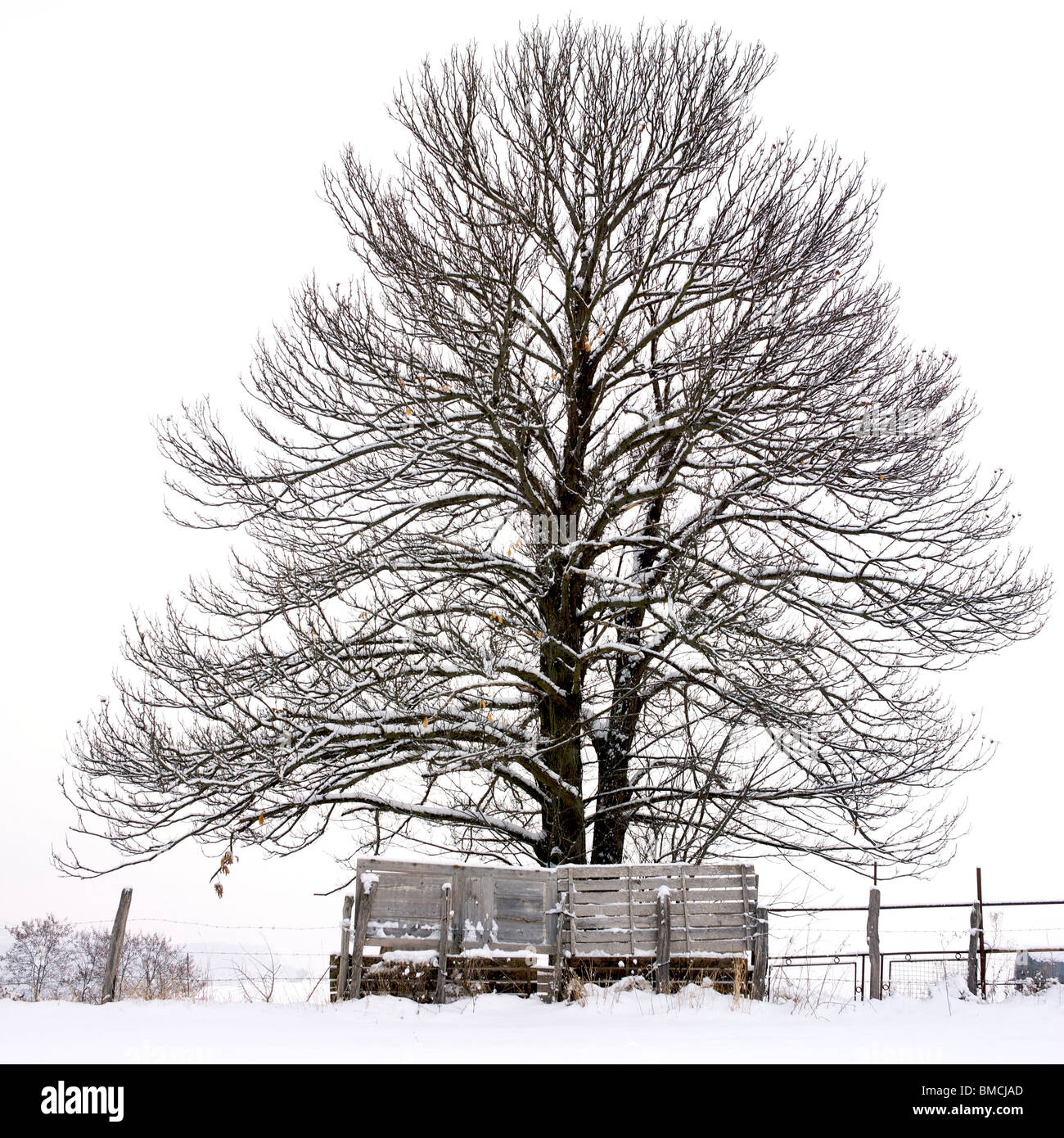Albero solitario in inverno. Auvergne. La Francia. L'Europa. Foto Stock