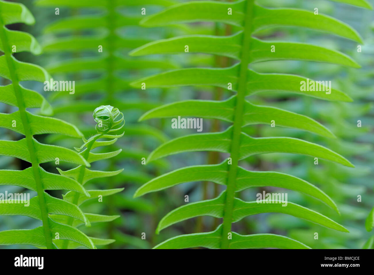 Close-up di fronde di felce, Hoh Rainforest, il Parco Nazionale di Olympic, nello Stato di Washington, USA Foto Stock