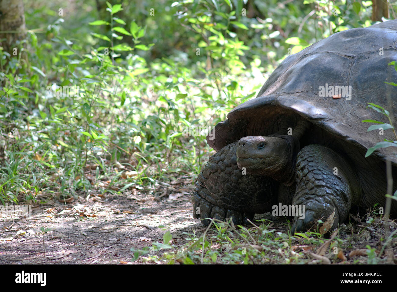 Le Galapagos La tartaruga gigante, Isola di Santa Cruz, Isole Galapagos, Ecuador Foto Stock