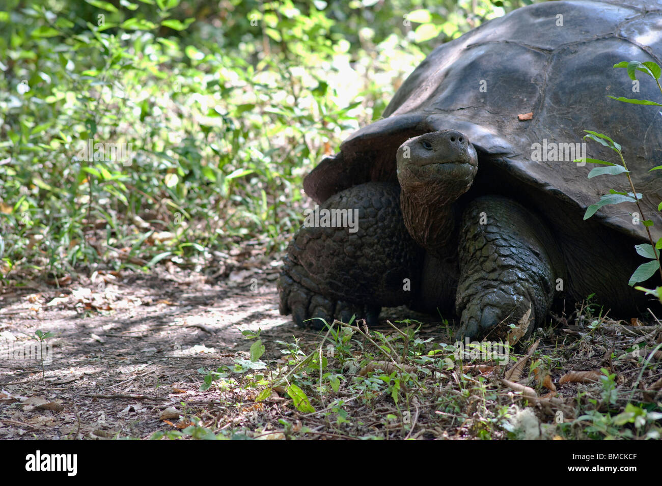 Le Galapagos La tartaruga gigante, Isola di Santa Cruz, Isole Galapagos, Ecuador Foto Stock