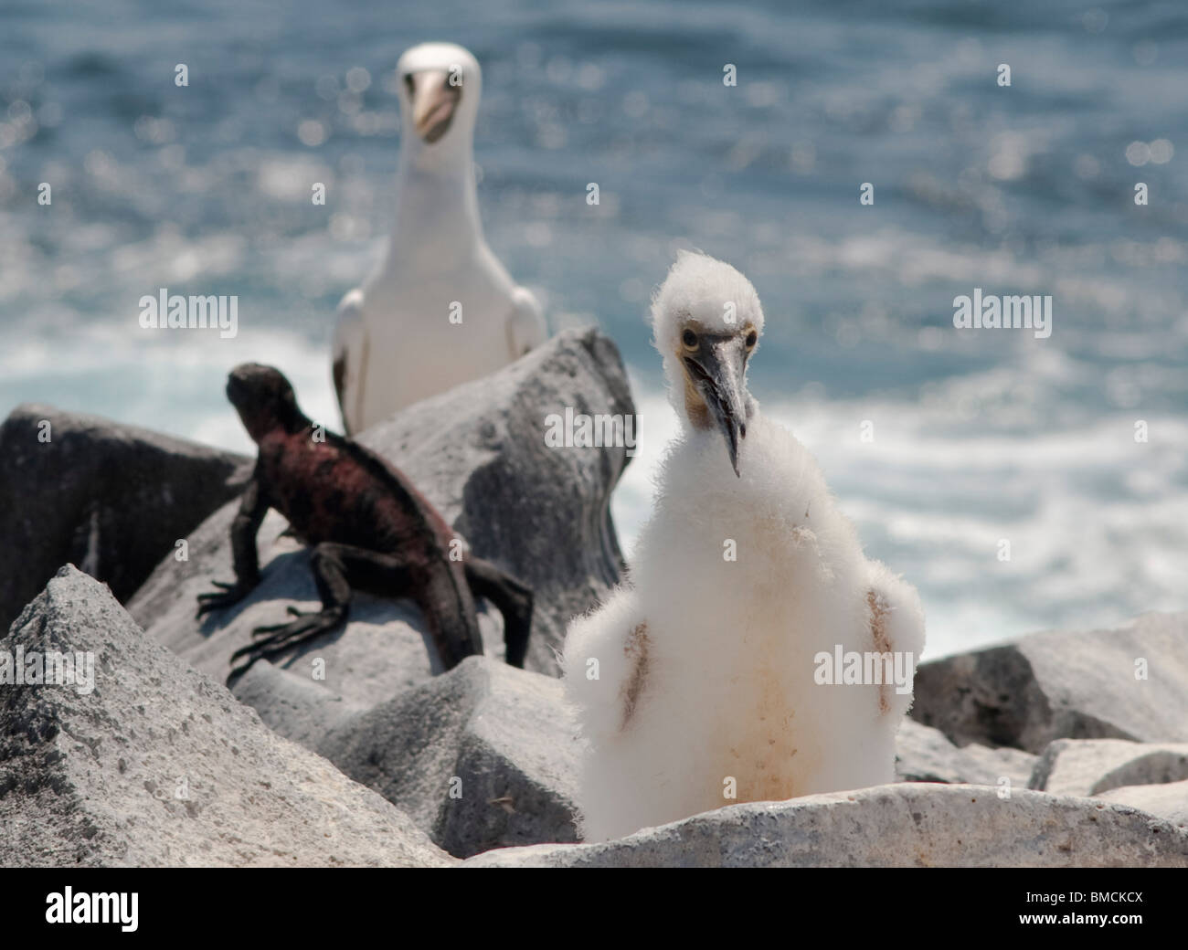 Masked Boobies e iguane marine, Isla Espanola, Isole Galapagos, Ecuador Foto Stock