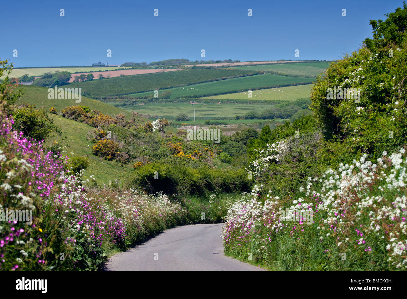 Vicolo del paese confina con fiori di primavera in Pembrokeshire, Galles Foto Stock