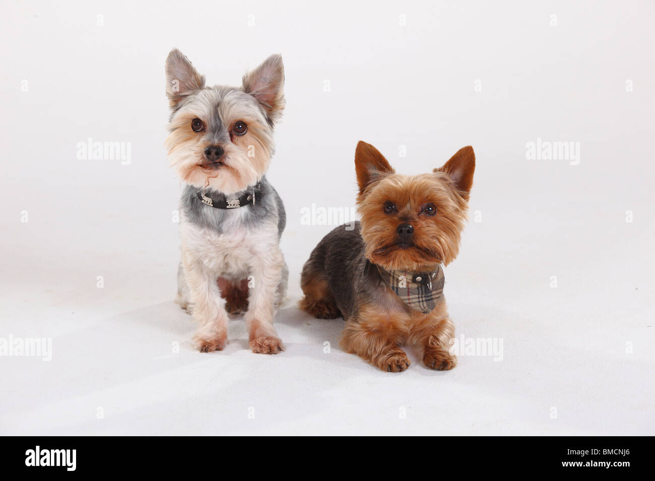 Yorkshire Terrier e razza cane (Yorkshire incroci Maltese) Foto Stock
