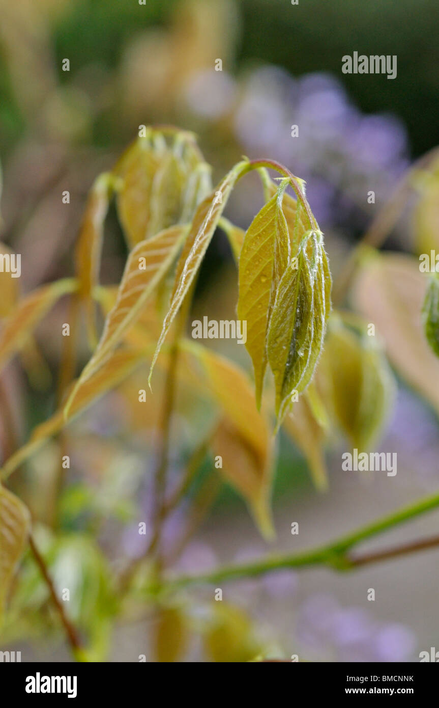 Il Glicine (wisteria) Foto Stock