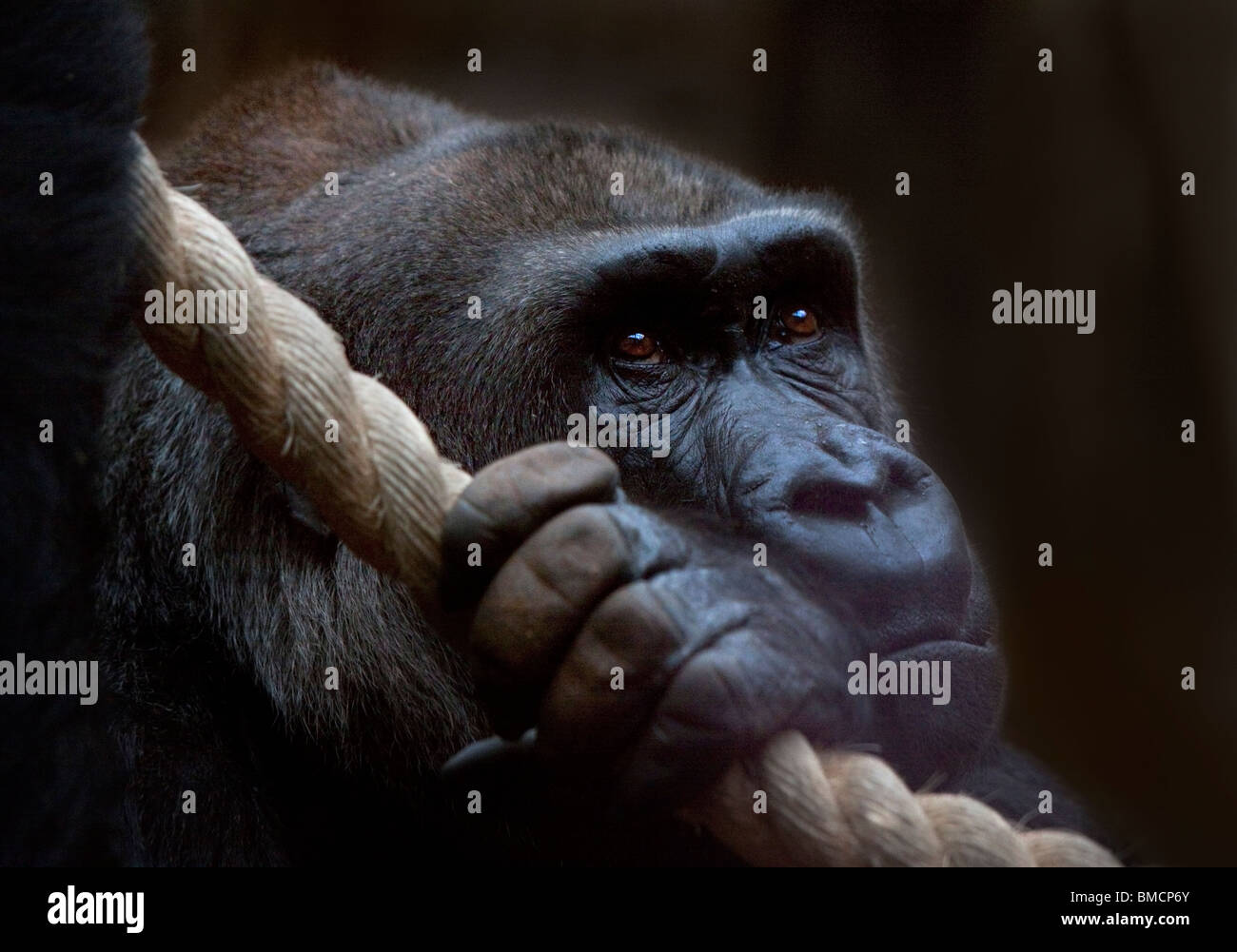 Pianura occidentale (Gorilla gorilla gorilla gorilla) Foto Stock