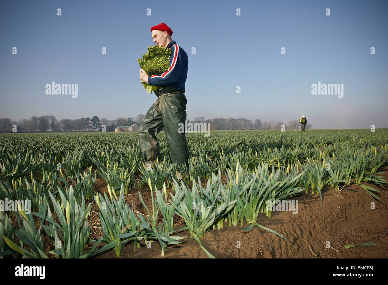 I lavoratori migranti picking narcisi nei campi del Linconshire Fens Foto Stock