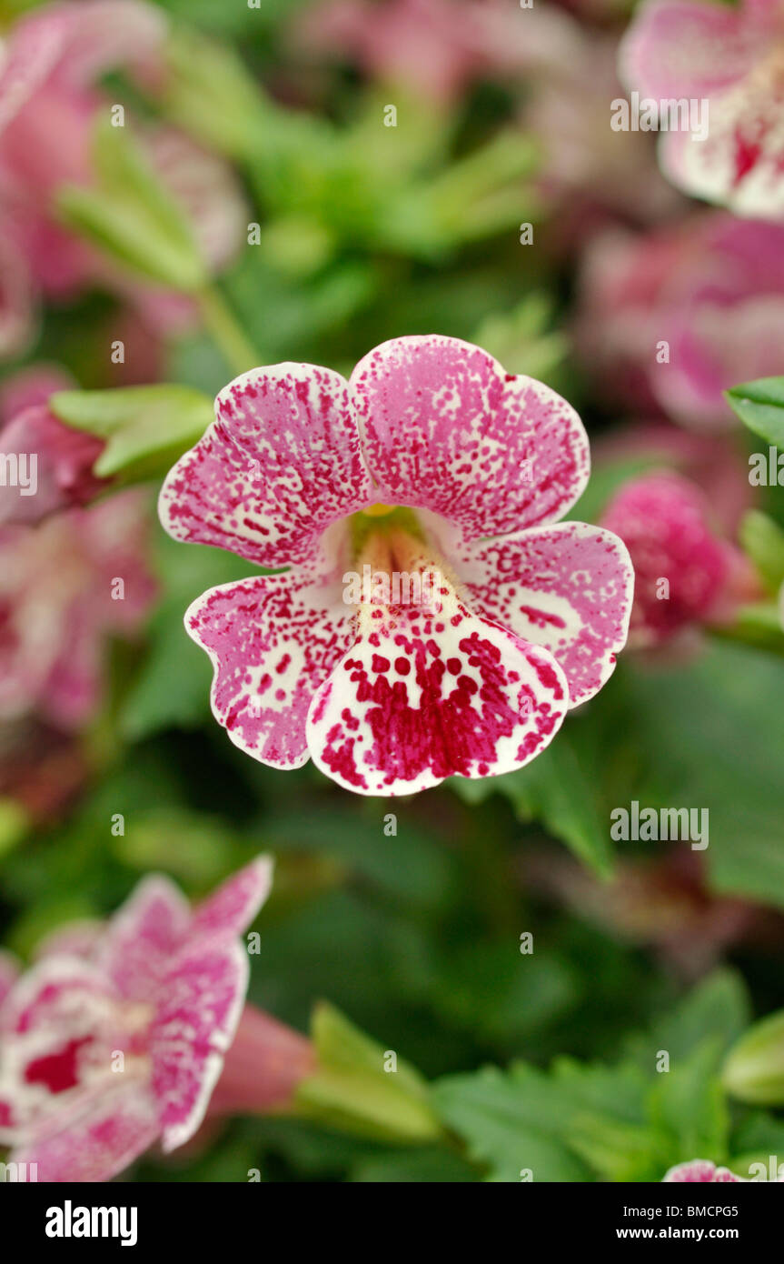 Comune di fiori di scimmia (mimulus guttatus 'magic mix") Foto Stock