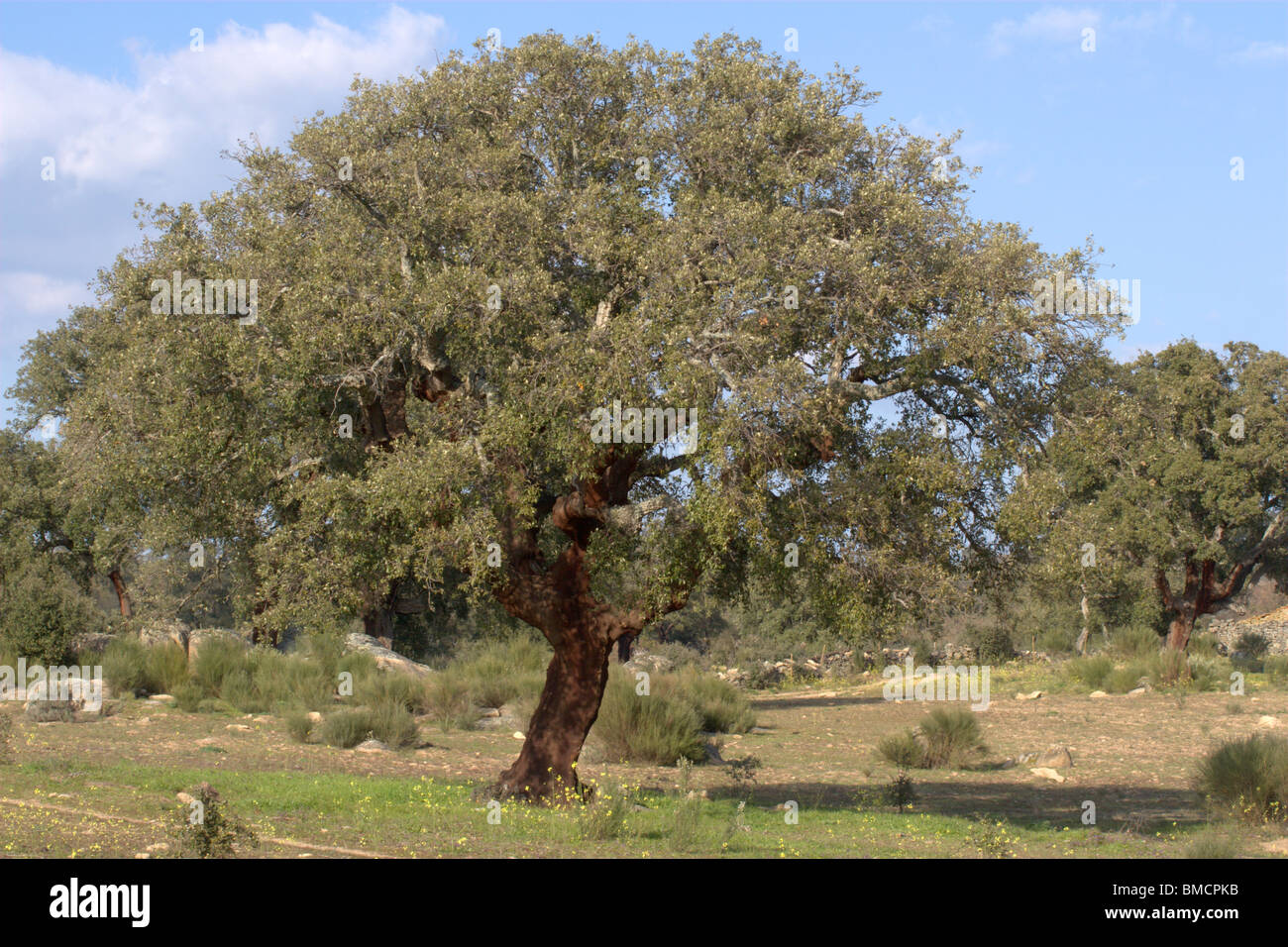 Quercia da sughero (Quercus suber) Foto Stock
