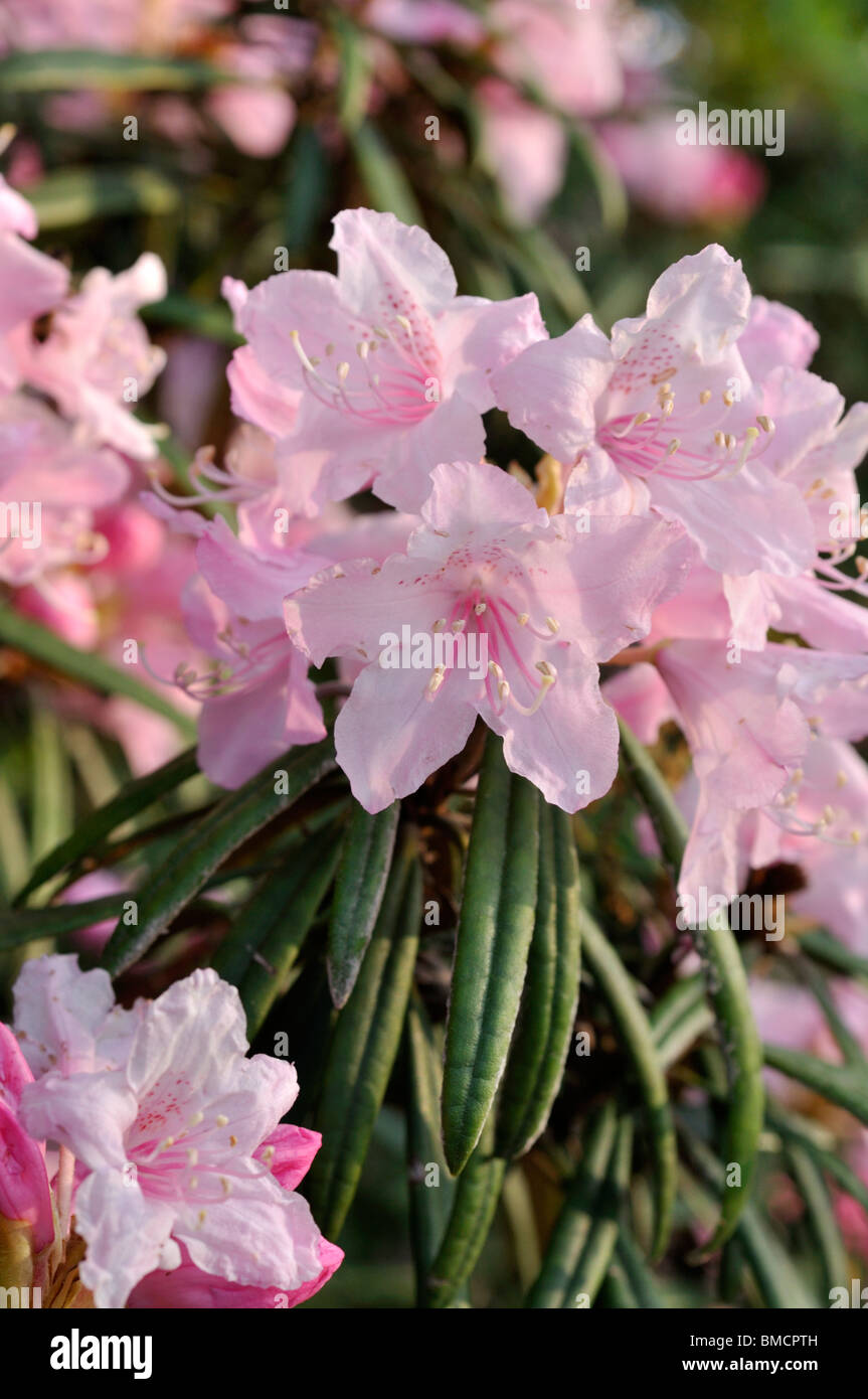 Rhododendron (Rhododendron makinoi) Foto Stock