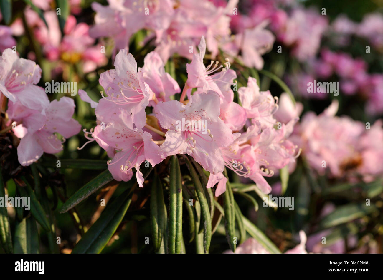 Rhododendron (Rhododendron makinoi) Foto Stock