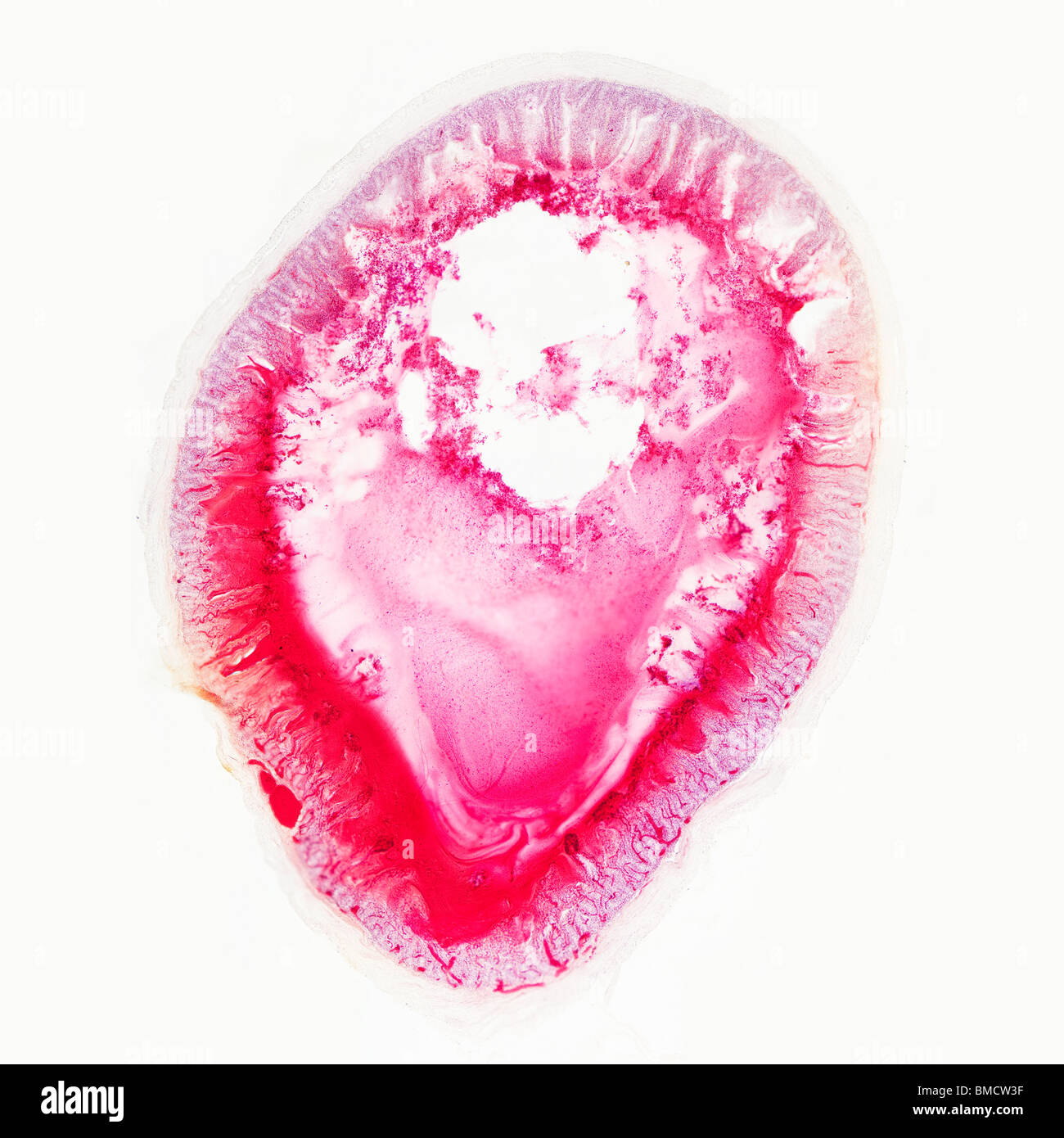 Mammifero intestino, sezione trasversale, immagine al microscopio Foto Stock