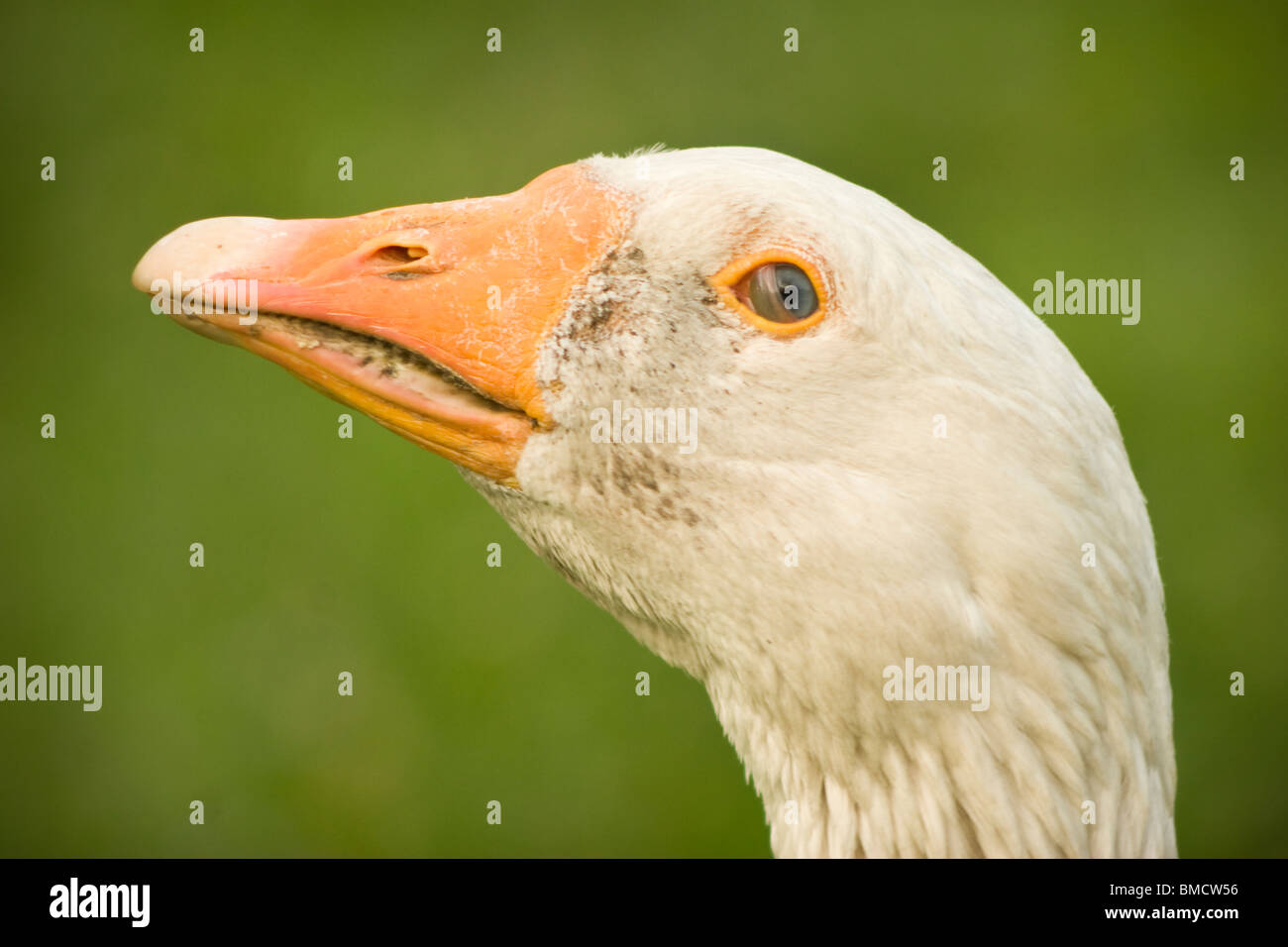 Goose con la membrana nictitating sull'occhio Foto Stock