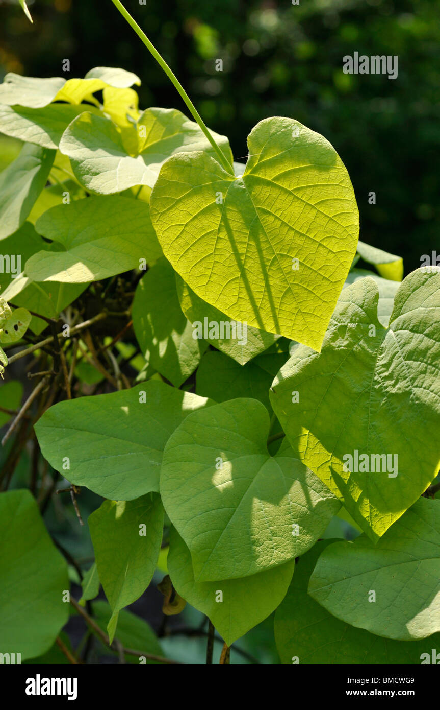 Di latifoglie del dutchman tubo (aristolochia macrophylla) Foto Stock