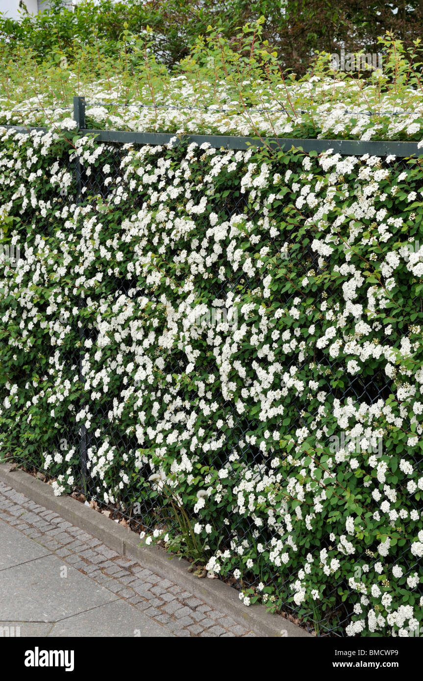 Spiraea Foto Stock