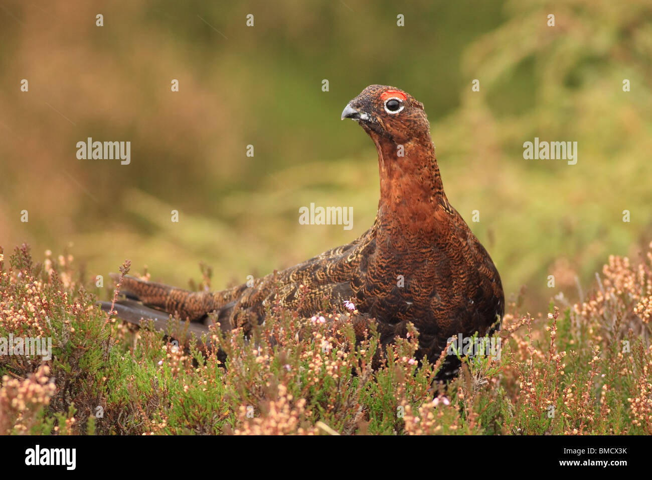 Red Grouse (Lagopus lagopus scoticus) maschio in heather a Lecht, Aberdeenshire, Scotland, Regno Unito Foto Stock