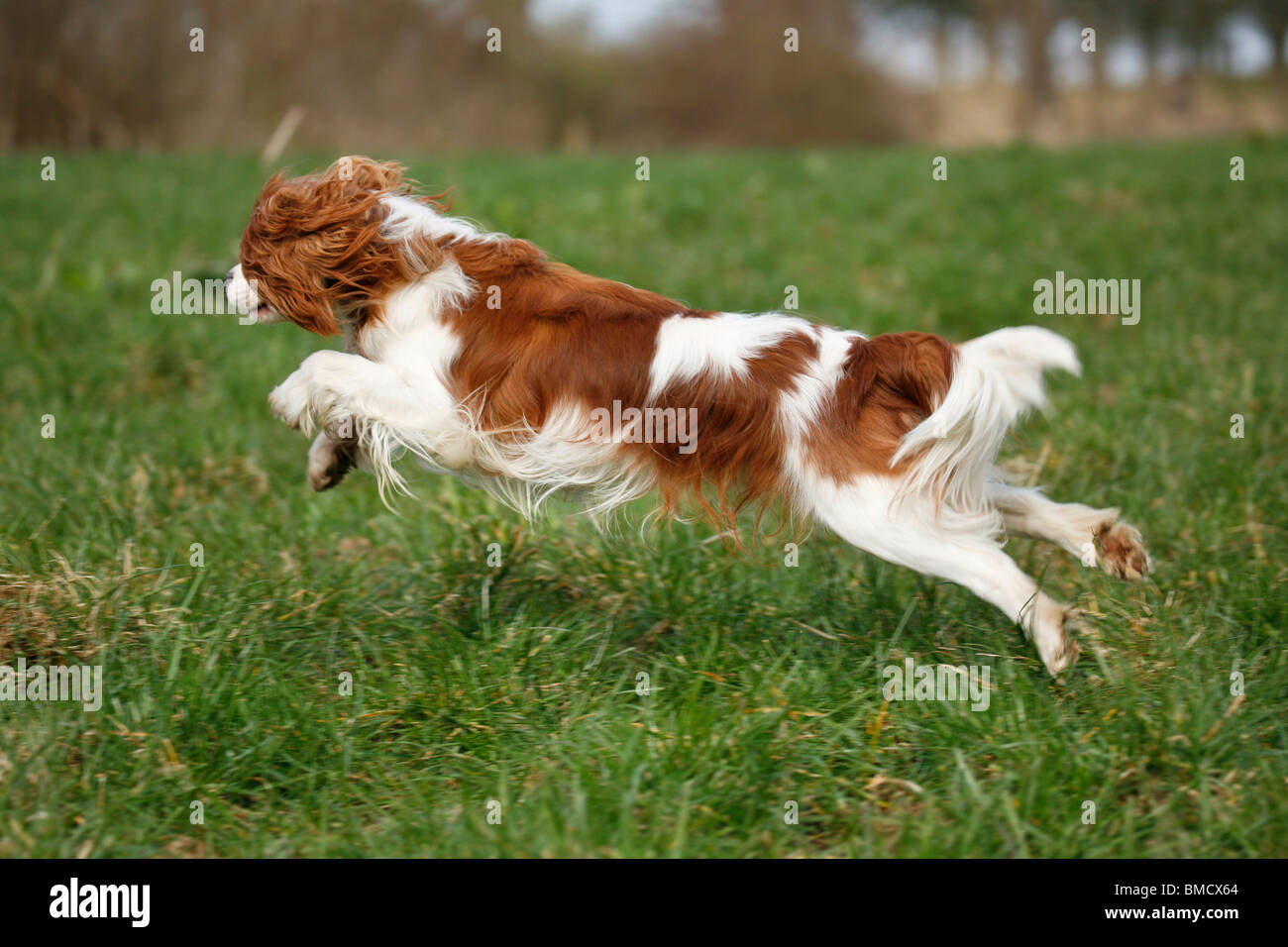 Cavalier King Charles Spaniel Foto Stock