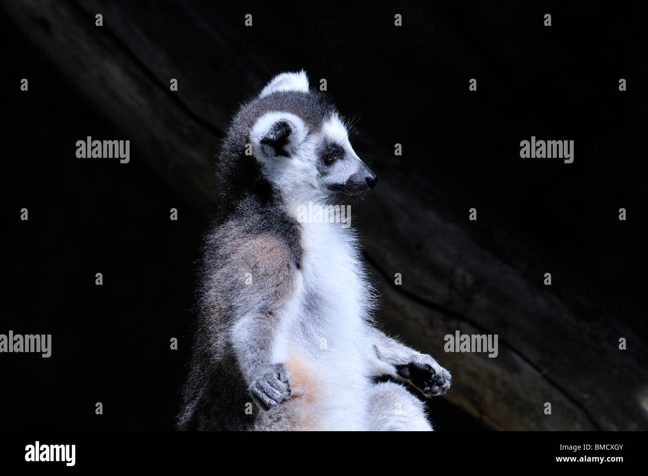 L'anello-tailed Lemur (Lemur catta) è un grande primate strepsirrhine e più riconosciuti lemur grazie alla sua lunga coda cerchiati. Foto Stock