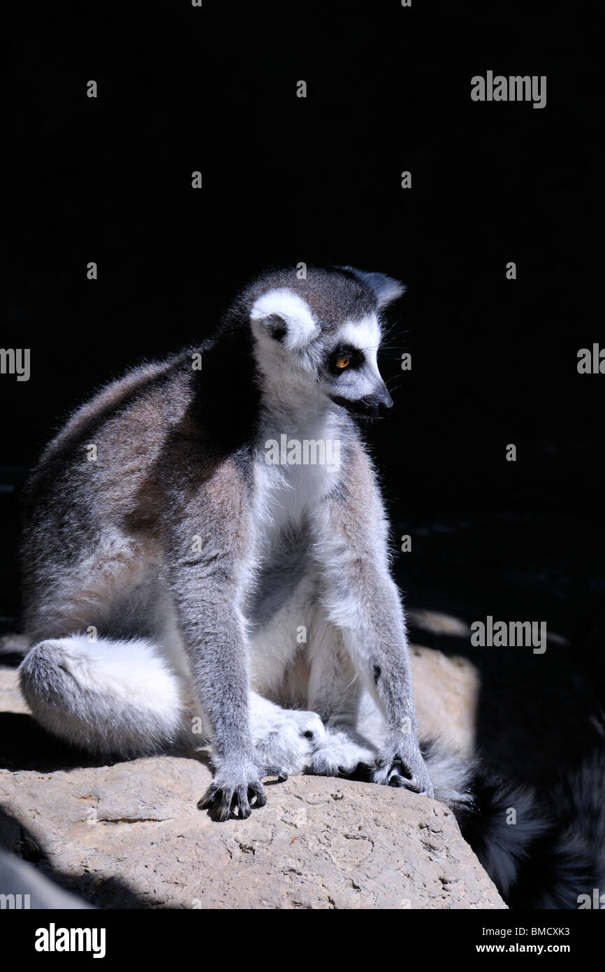 L'anello-tailed Lemur (Lemur catta) è un grande primate strepsirrhine e più riconosciuti lemur grazie alla sua lunga coda cerchiati. Foto Stock
