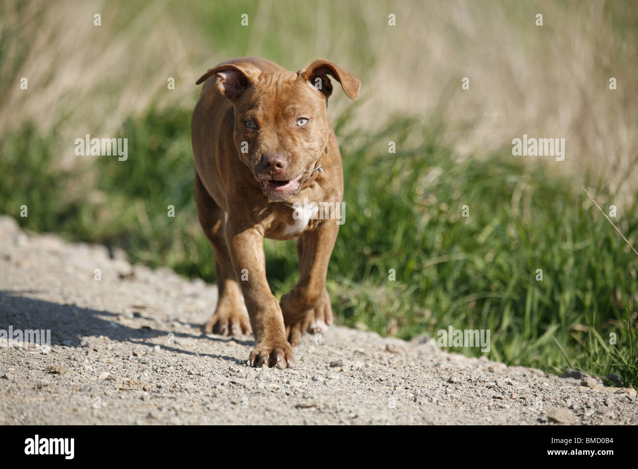 L'American Pit Bull Terrier Welpe / cucciolo Foto Stock