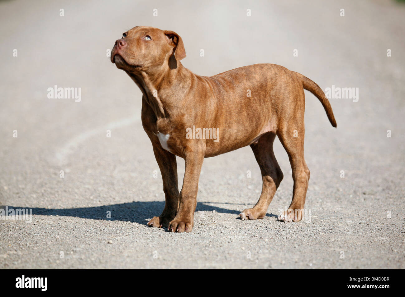L'American Pit Bull Terrier Welpe / cucciolo Foto Stock