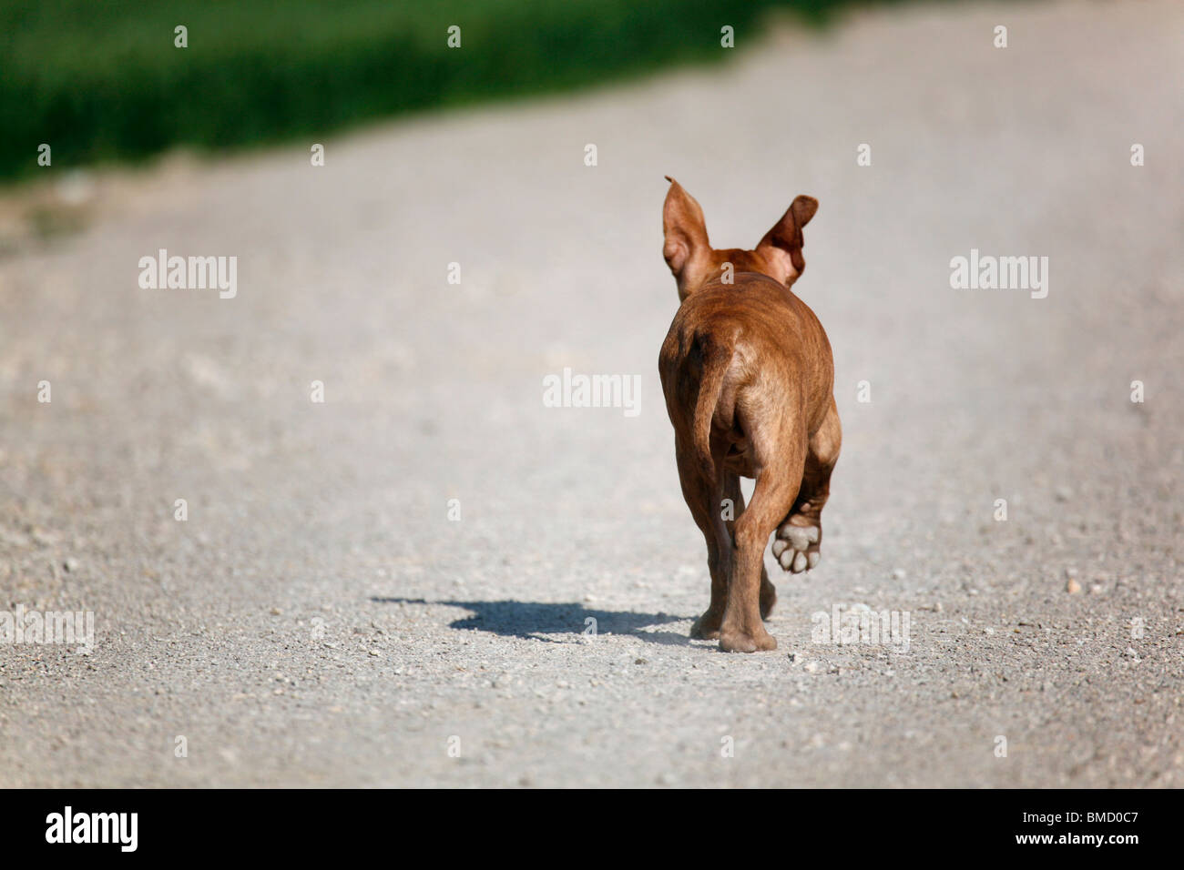 L'American Pit Bull Terrier Welpe / cucciolo Foto Stock