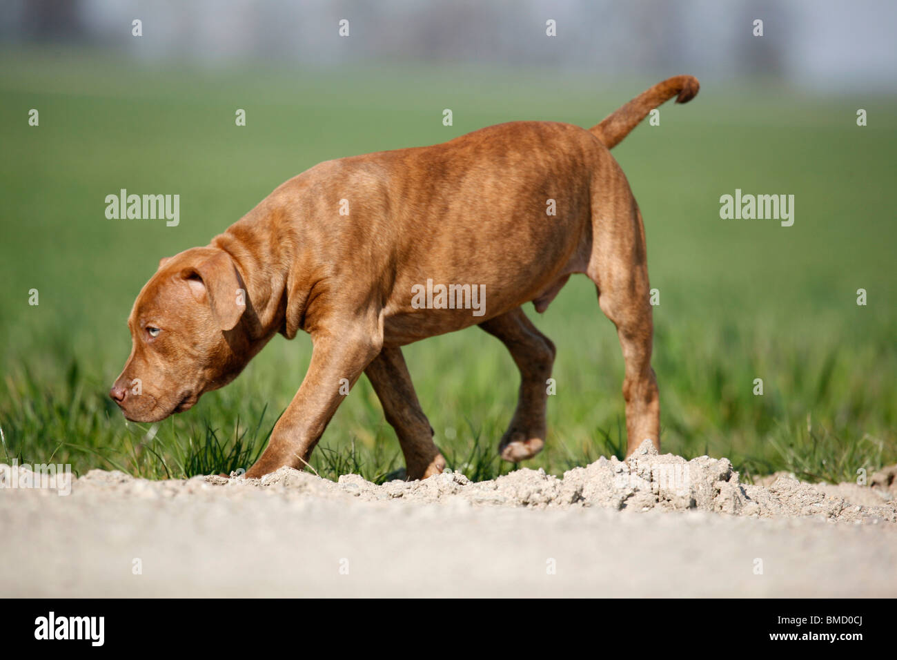 L'American Pit Bull Terrier Welpe / cucciolo Foto Stock