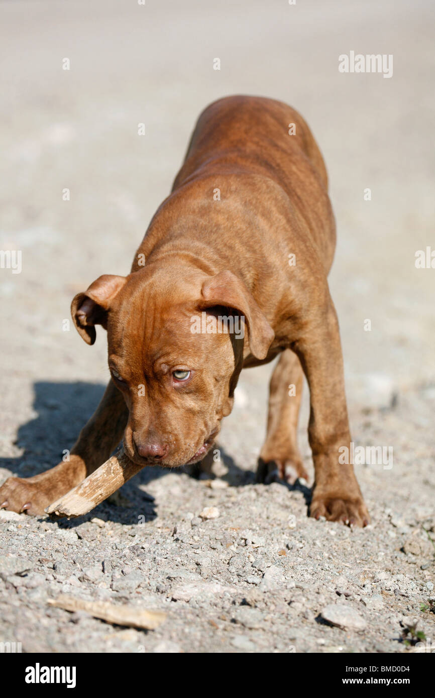 L'American Pit Bull Terrier Welpe / cucciolo Foto Stock