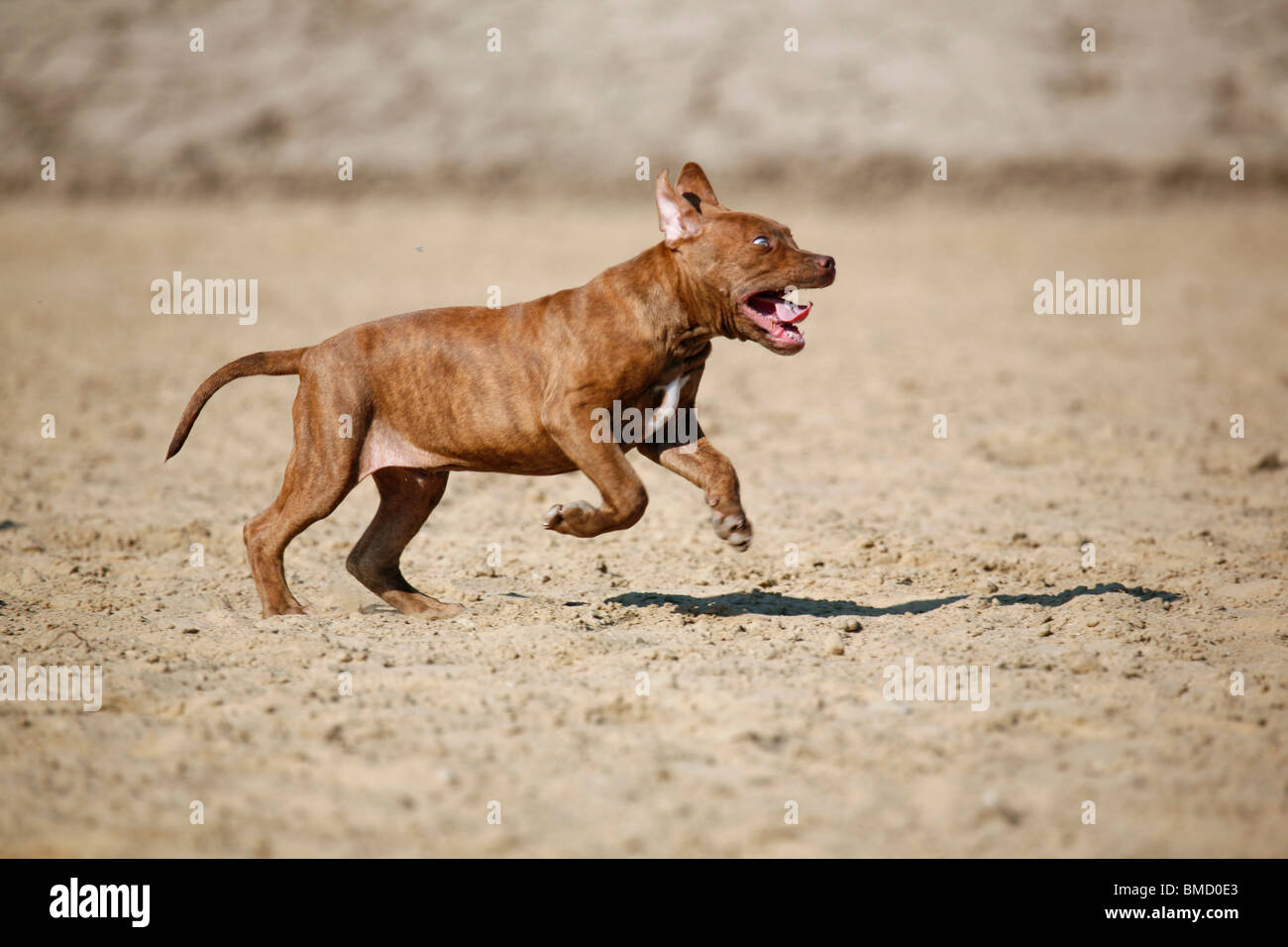 L'American Pit Bull Terrier Welpe / cucciolo Foto Stock