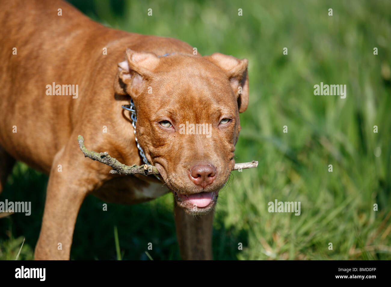 L'American Pit Bull Terrier Welpe / cucciolo Foto Stock