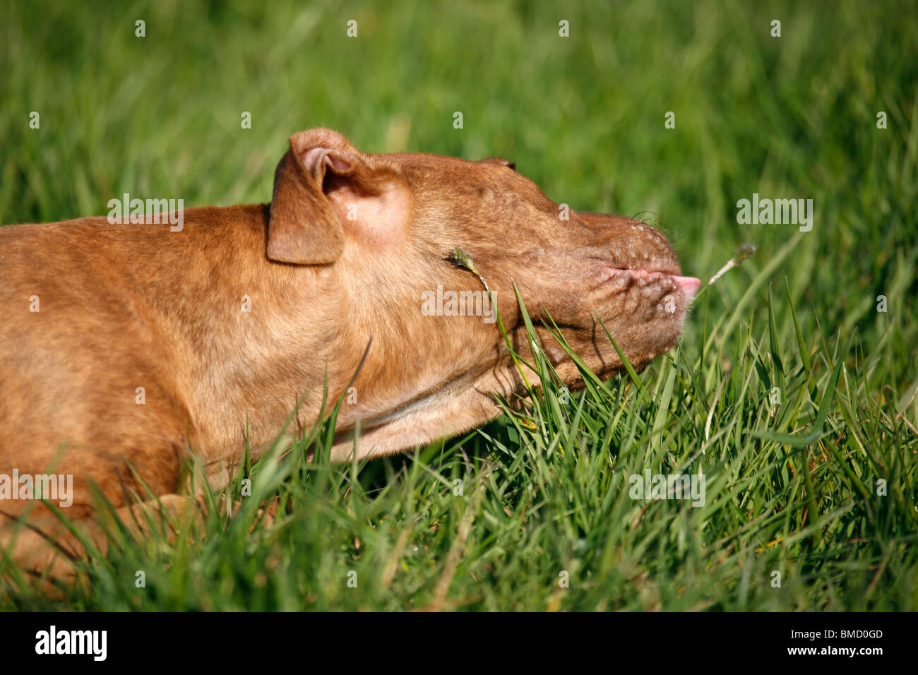Gras fressen / mangiare gras Foto Stock