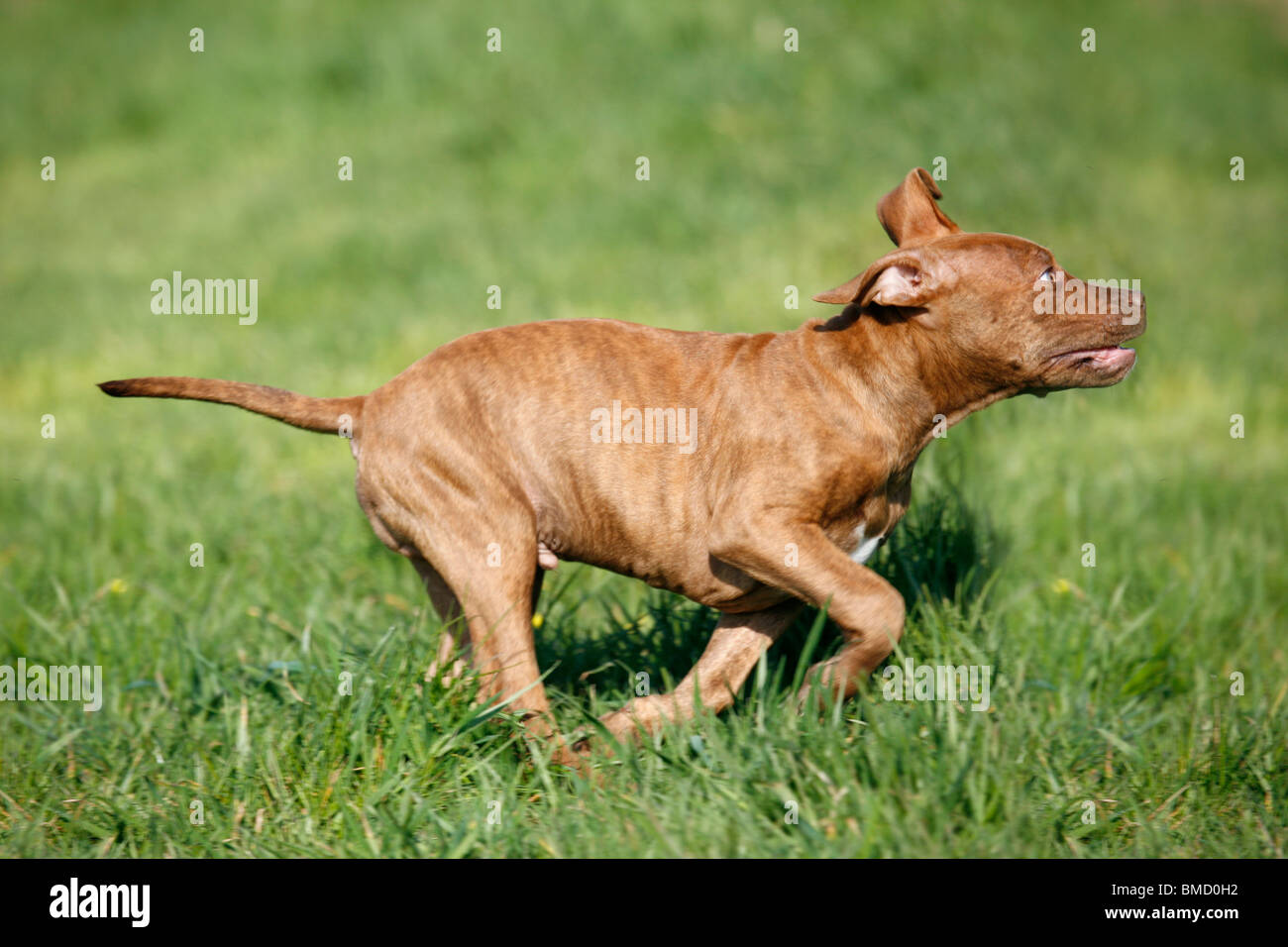 L'American Pit Bull Terrier Welpe / cucciolo Foto Stock
