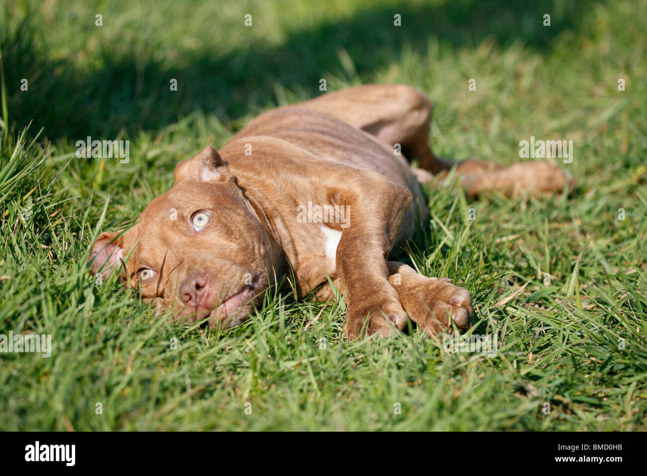 L'American Pit Bull Terrier Welpe / cucciolo Foto Stock