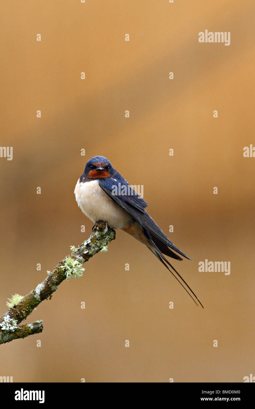 Barn Swallow (Hirundo rustica) adulto, appollaiato sul ramo, Teifi, cardigan, Pembrokeshire, Wales, Regno Unito, molla Foto Stock