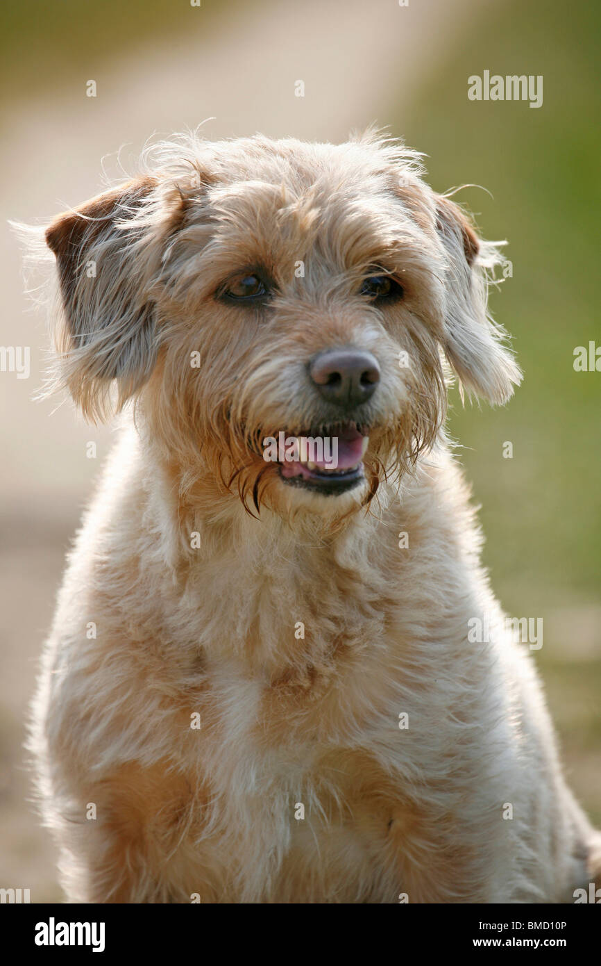 Mischling Hund / incroci di cane Foto Stock