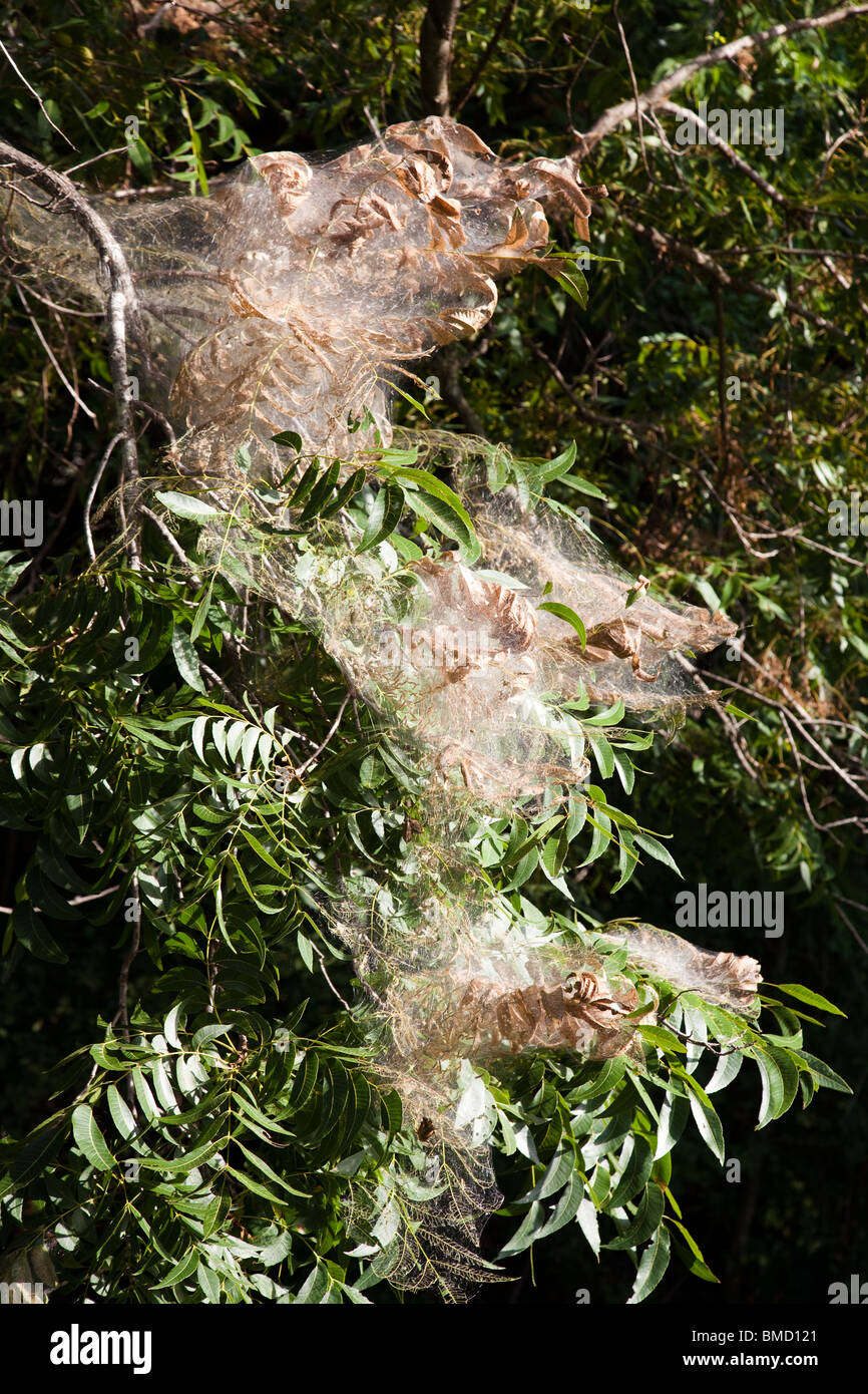Fall webworm caterpillar Hyphantria cunea in Pecan tree Carya illinoinensis San Antonio Texas USA Foto Stock