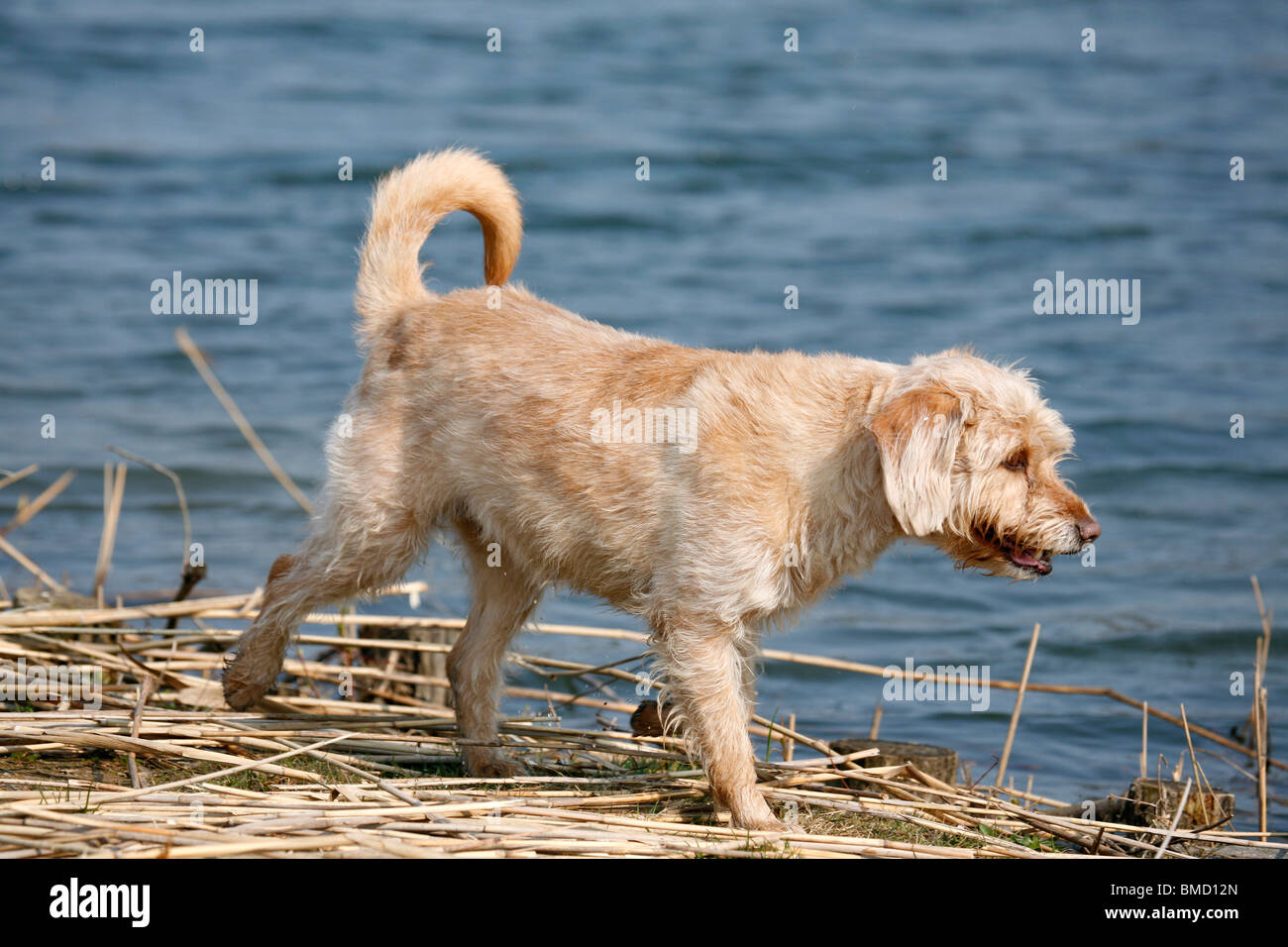 Mischling / cane ccrossbreed Foto Stock