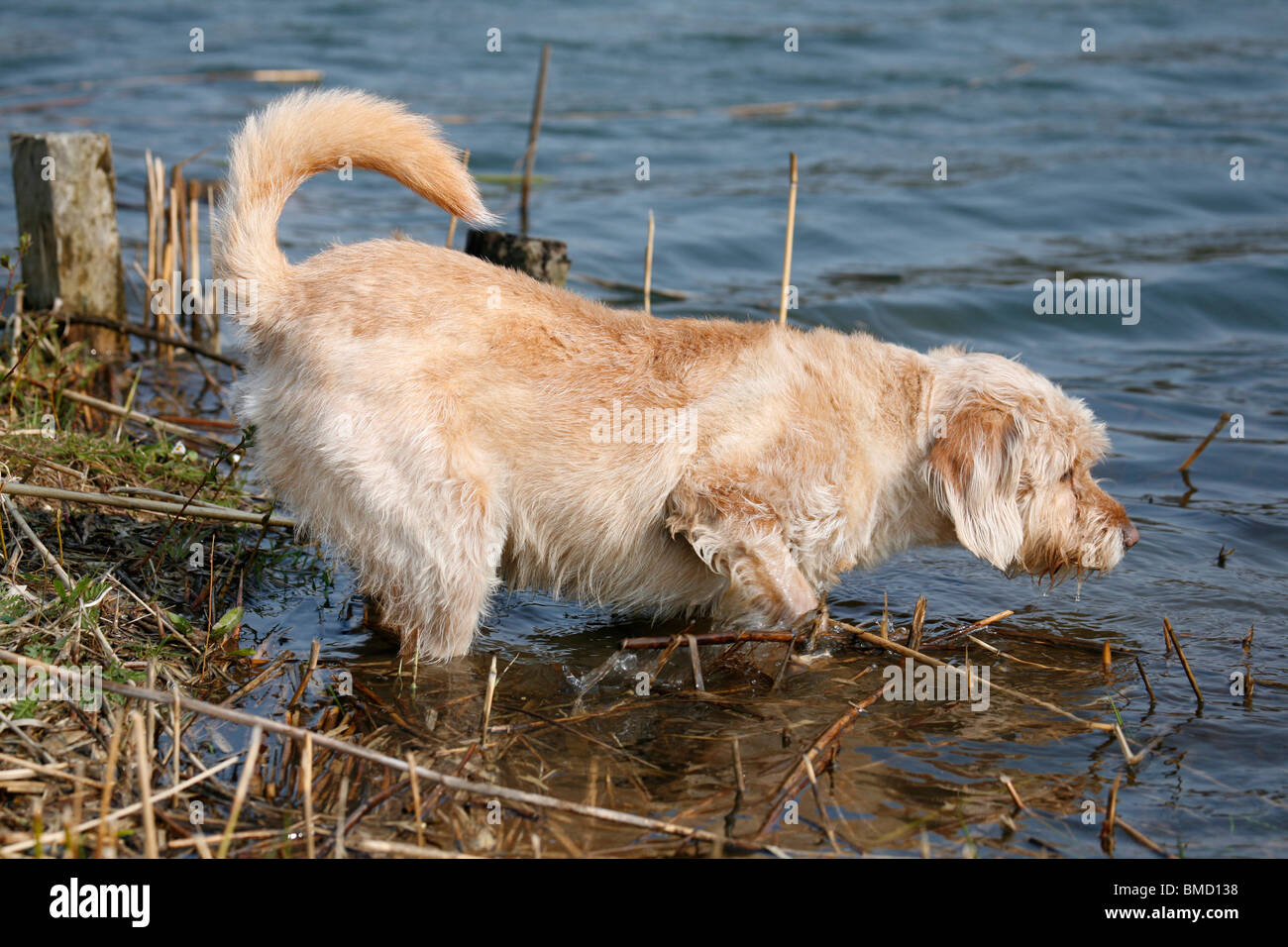 Hund am Wasser / cane Foto Stock