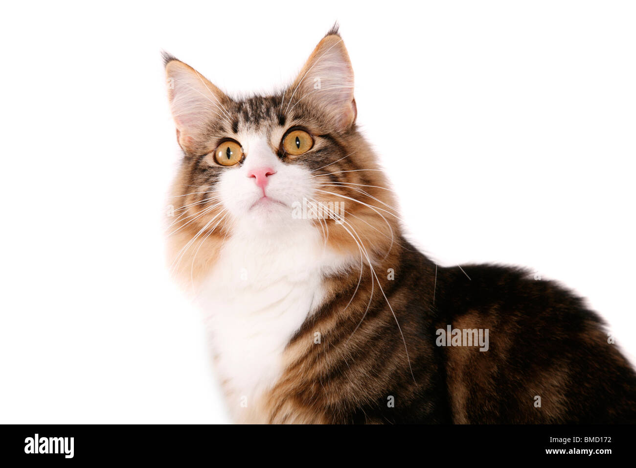 Norwegische Waldkatze / norvegese delle foreste Foto Stock