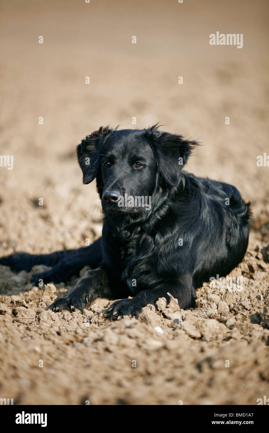 Schwarzer Hund / cane nero Foto Stock