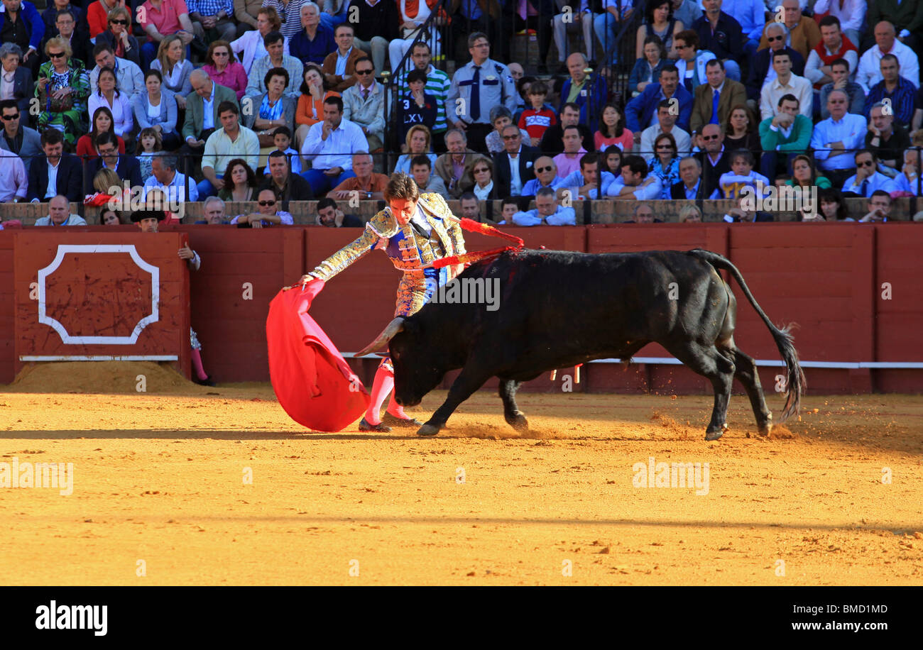 Bull lotta a Siviglia Spagna Foto Stock