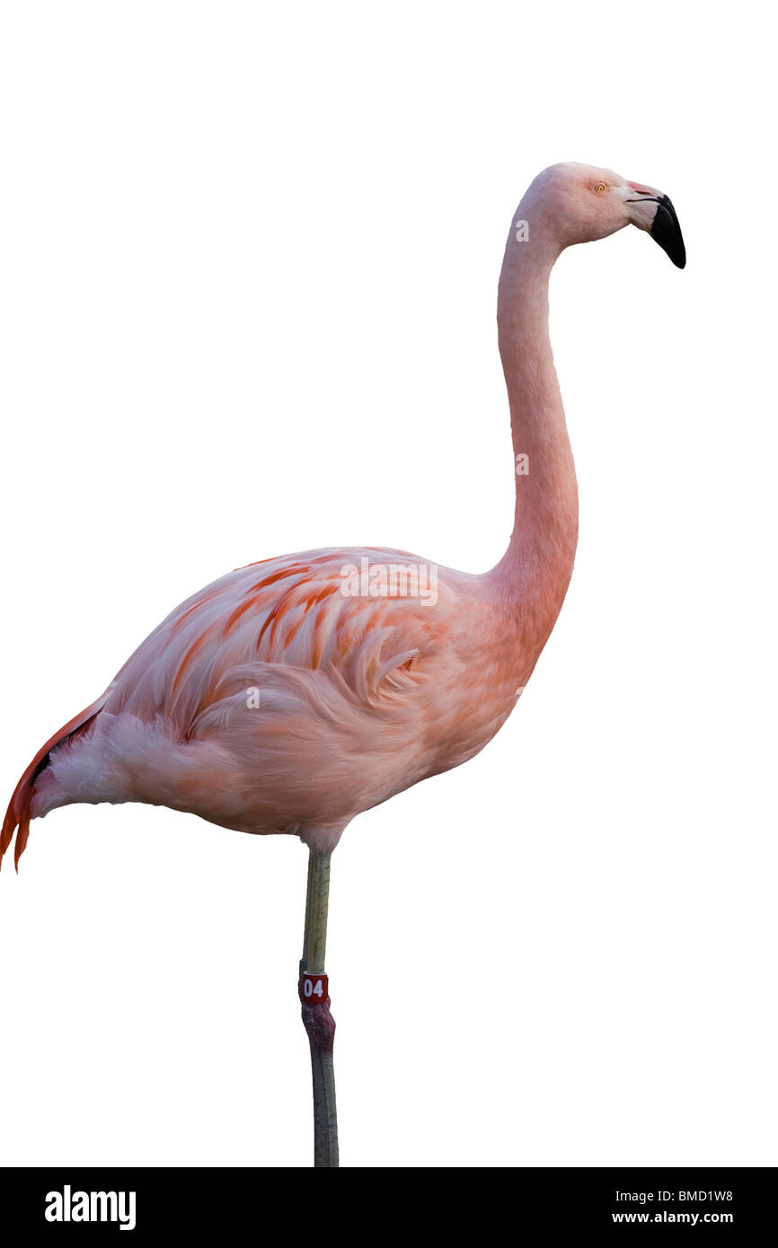 I fenicotteri rosa Phoenicopterus, contro uno sfondo bianco. Foto Stock
