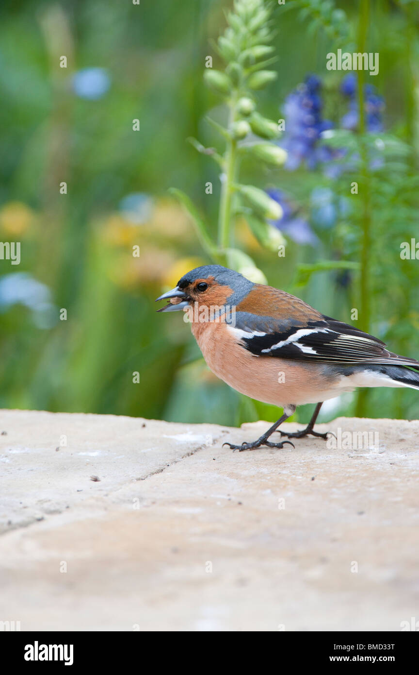 Fringuello maschio su una parete del giardino giardino semi di mangiare Foto Stock