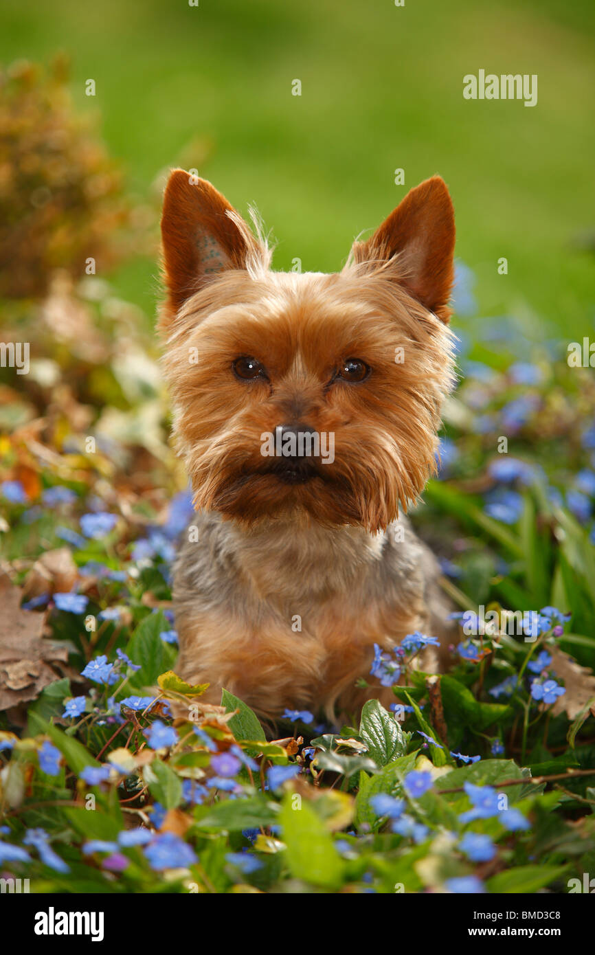 Yorkshire Terrier Foto Stock