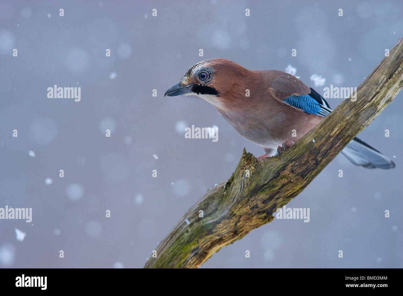 Jay (Garrulus glandarius), seduto su un ramoscello, in Germania, in Renania Palatinato Foto Stock