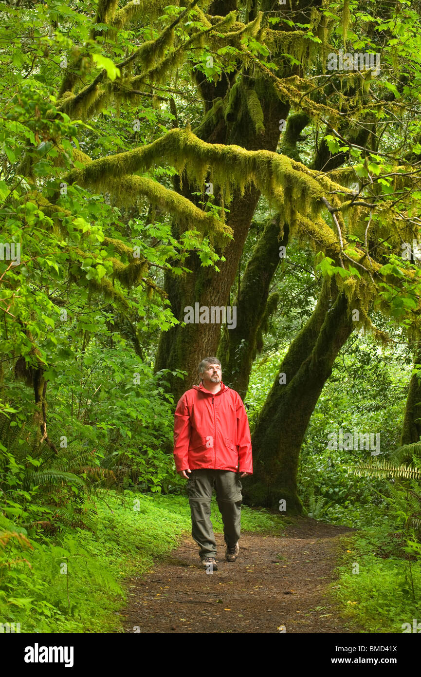 Uomo che cammina nella foresta pluviale temperata, Mellicoma River, Coos County, Oregon, può Foto Stock